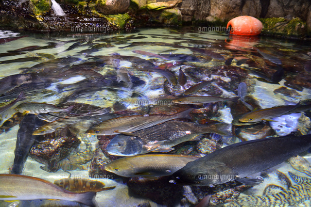 鳥羽水族館の魚 の写真素材 イラスト素材 アマナイメージズ 鳥羽水族館の魚 の写真素材 イラスト素材 アマナイメージズ