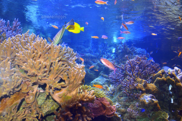 鳥羽水族館の魚 の写真素材 イラスト素材 アマナイメージズ 鳥羽水族館の魚 の写真素材 イラスト素材 アマナイメージズ
