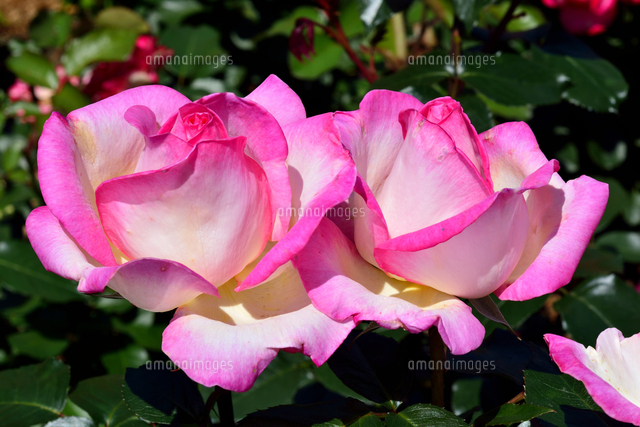 伊丹 荒牧バラ公園 プリンセス ドゥ モナコ の写真素材 イラスト素材 アマナイメージズ