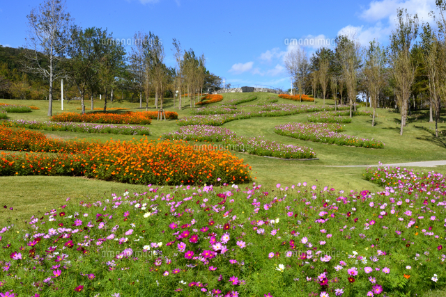 淡路島 国営明石海峡公園のポプラの丘に咲くコスモス の写真素材 イラスト素材 アマナイメージズ