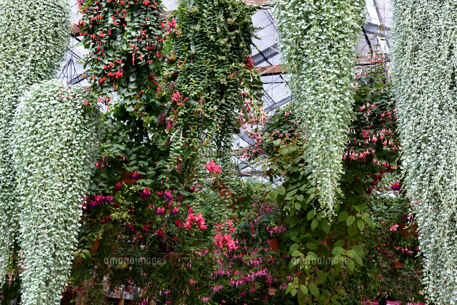 神戸どうぶつ王国 フラワ シャワ の写真素材 イラスト素材 アマナイメージズ