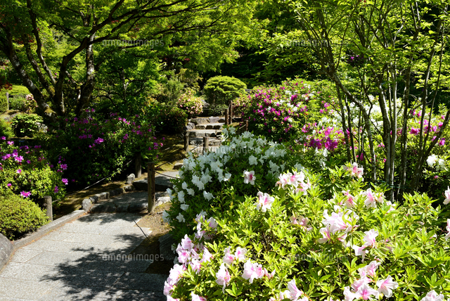 新緑 三室戸寺石庭とつつじの花庭園 の写真素材 イラスト素材 アマナイメージズ 新緑 三室戸寺石庭とつつじの花庭園 の写真素材 イラスト素材 アマナイメージズ