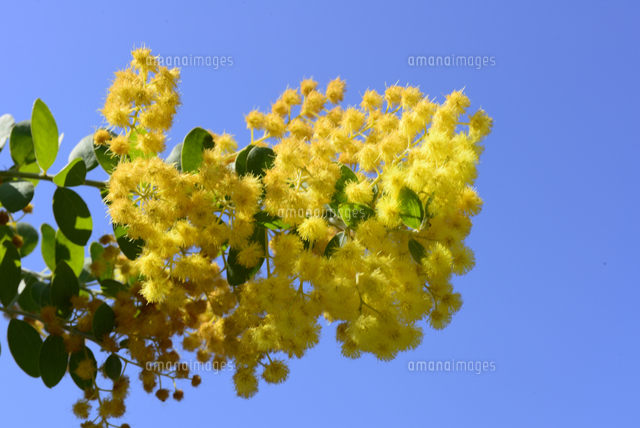 和歌山県植物公園,緑花センター,パールアカシア[10254018810]の写真