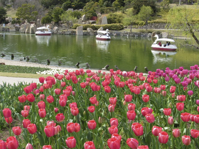 淡路島 国営明石海峡公園 チューリップと花の中海 の写真素材 イラスト素材 アマナイメージズ