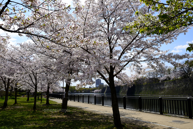DouglasLaingEpicurean&TheIleachCASK(桜並木様 春町・西春町桜並木