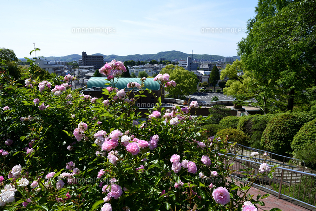 新緑の岡山市半田山植物園からの街並み の写真素材 イラスト素材 アマナイメージズ