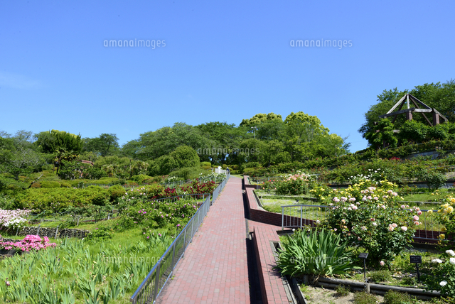 青空の岡山市半田山植物園内 の写真素材 イラスト素材 アマナイメージズ