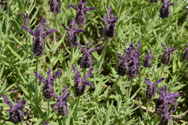 神戸布引ハーブ園 ストエカスラベンダー の写真素材 イラスト素材 アマナイメージズ