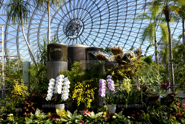 とっとり花回廊 大温室の花と緑 の写真素材 イラスト素材 アマナイメージズ