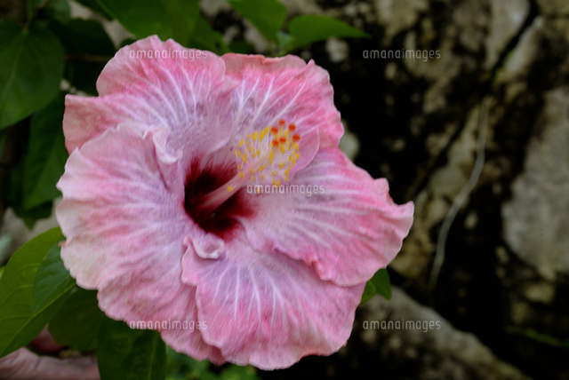 とっとり花回廊 大温室ハイビスカス ピンクエンジェル の写真素材 イラスト素材 アマナイメージズ