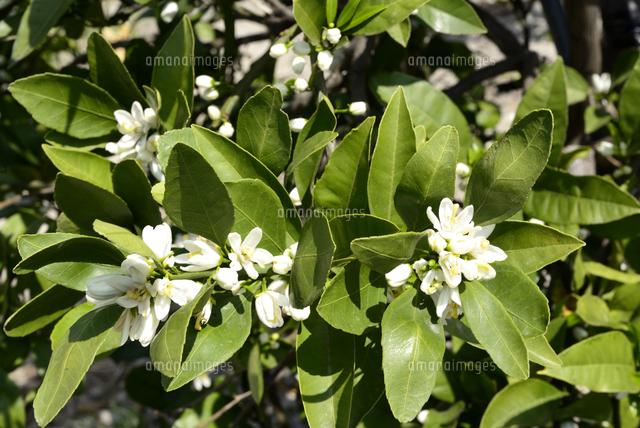 ミカンの花 の写真素材 イラスト素材 アマナイメージズ