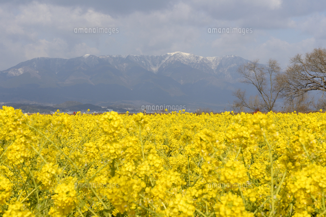守山 第一なぎさ公園 菜の花畑から雪景色の比良山系 の写真素材 イラスト素材 アマナイメージズ
