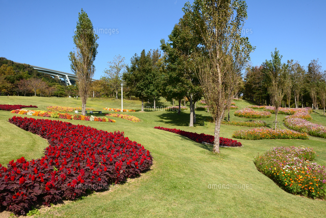 淡路島 国営明石海峡公園 ポプラの丘から季節の花コスモス の写真素材 イラスト素材 アマナイメージズ