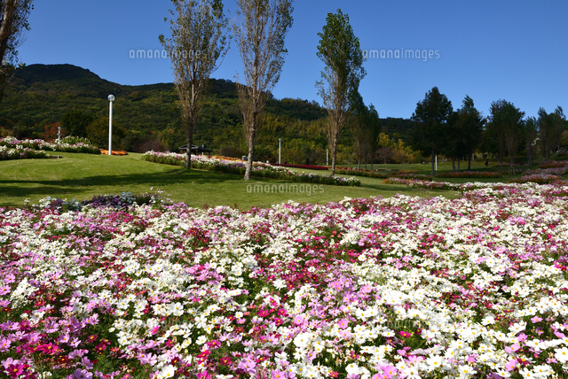 淡路島 国営明石海峡公園 ポプラの丘から季節の花コスモス の写真素材 イラスト素材 アマナイメージズ