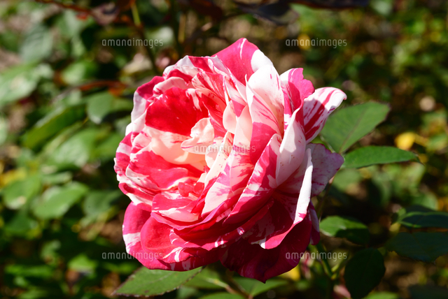 荒牧バラ公園 秋 バラの花センチメンタル の写真素材 イラスト素材 アマナイメージズ