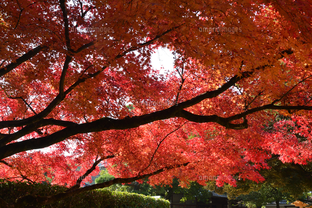 岡山後楽園のもみじの紅葉 の写真素材 イラスト素材 アマナイメージズ