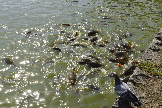 奈良/橿原神宮/深田池の鯉[10254024934]の写真・イラスト素材｜アマナ