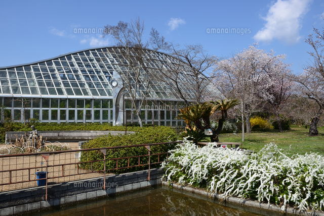 京都市立植物園 温室外観とユキヤナギの花 の写真素材 イラスト素材 アマナイメージズ