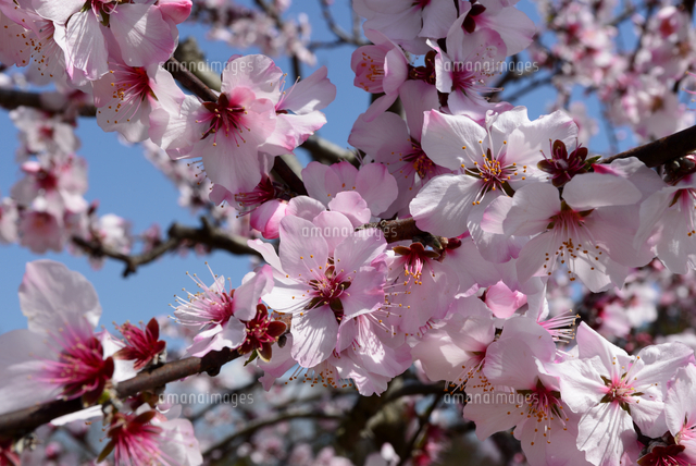 京都市立植物園 アーモンドの花 の写真素材 イラスト素材 アマナイメージズ