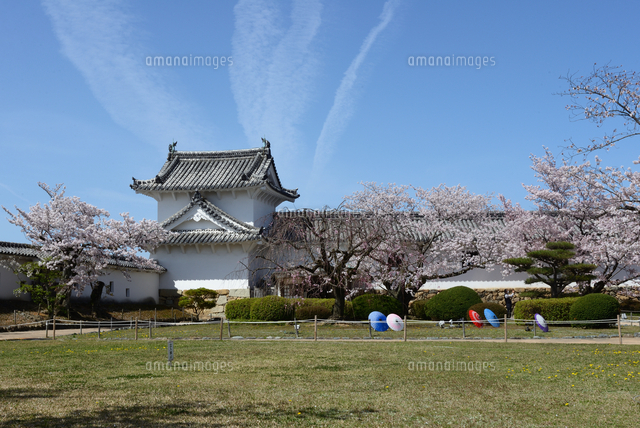 国宝 満開の桜の姫路城西の丸庭園百間廊下入口 の写真素材 イラスト素材 アマナイメージズ