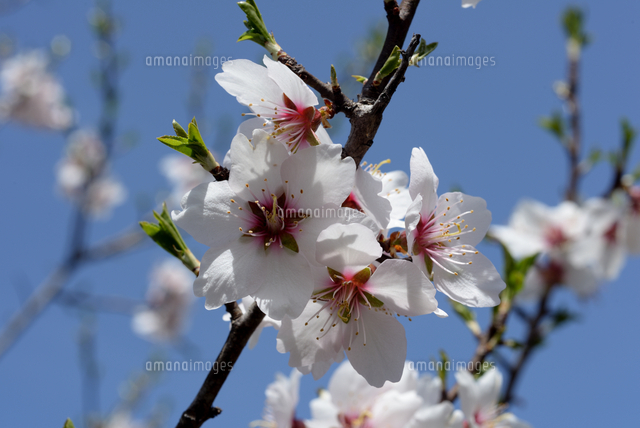 西宮 北山緑化植物園アーモンドの花 の写真素材 イラスト素材 アマナイメージズ