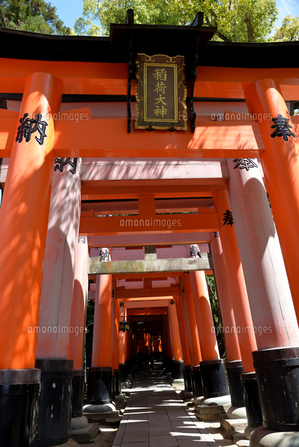 京都 伏見稲荷大社境内 稲荷大神千本鳥居 の写真素材 イラスト素材 アマナイメージズ