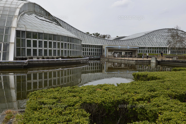 京都/府立植物園・ハイビャクシン盆栽[10254029257]の写真・イラスト