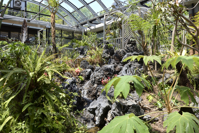 観賞温室 神戸市立/須磨離宮公園・観賞温室の寄植え花壇[10254032900]の写真