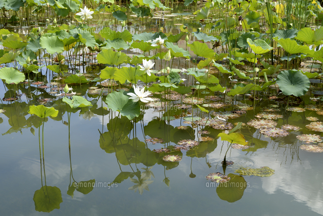 新緑/ひまわりの丘公園の蓮の花池[10254034043]の写真・イラスト素材 
