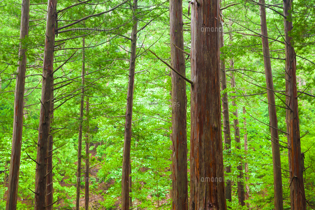 ヒノキ林 の写真素材 イラスト素材 アマナイメージズ