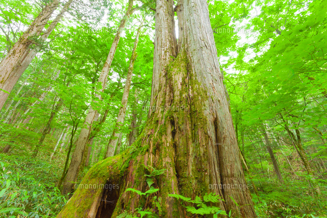 水木沢天然林 の写真素材 イラスト素材 アマナイメージズ