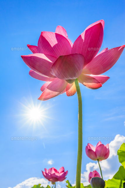 ハスと太陽 の写真素材 イラスト素材 アマナイメージズ