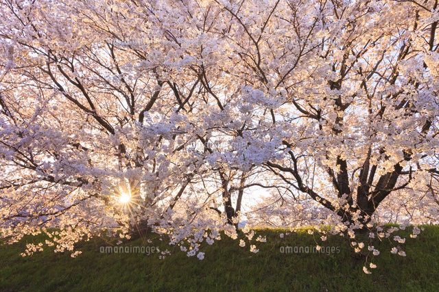 夕方桜 サクラ並木と夕日[10257004854]の写真・イラスト素材｜アマナイメージズ