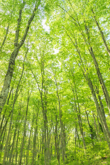 新緑のケヤキ林 の写真素材 イラスト素材 アマナイメージズ