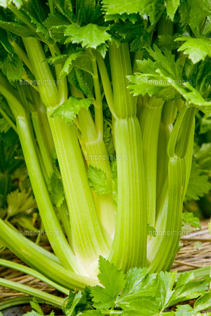 セロリ の写真素材 イラスト素材 アマナイメージズ