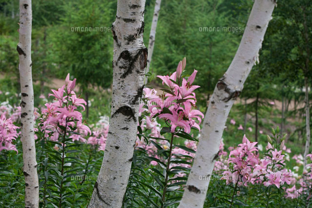 ハンターマウンテンゆりパークのユリ の写真素材 イラスト素材 アマナイメージズ ハンターマウンテンゆりパークのユリ の写真素材 イラスト素材 アマナイメージズ