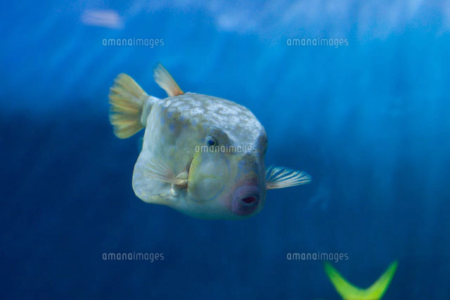 ハコフグの写真素材 ストックフォト アマナイメージズ