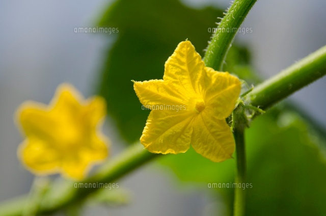キュウリの花 の写真素材 イラスト素材 アマナイメージズ