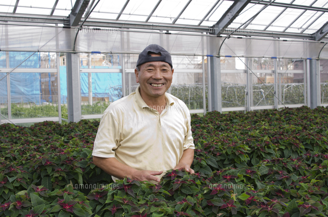 ポインセチアの手入れ の写真素材 イラスト素材 アマナイメージズ