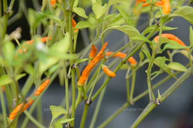 花の美術館 オレンジドラゴン の写真素材 イラスト素材 アマナイメージズ