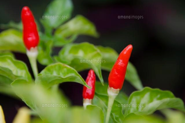 花の美術館 島トウガラシ の写真素材 イラスト素材 アマナイメージズ