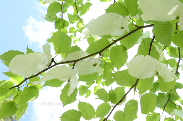 清水公園で咲くハンカチの木の花 の写真素材 イラスト素材 アマナイメージズ