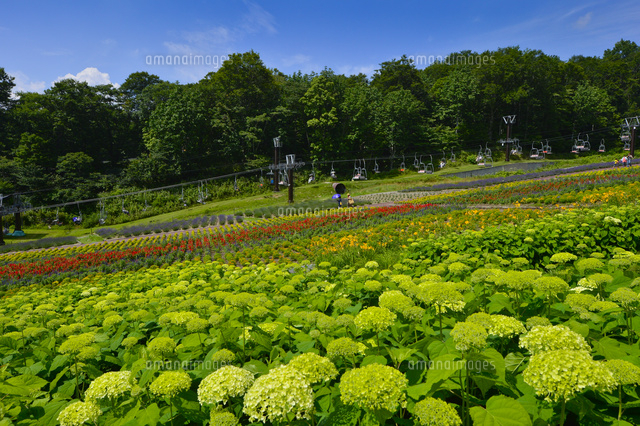 アナベル（ユキノシタ科）咲くたんばらラベンダーパーク[10261020400