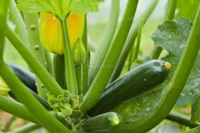 ズッキーニ の写真素材 イラスト素材 アマナイメージズ