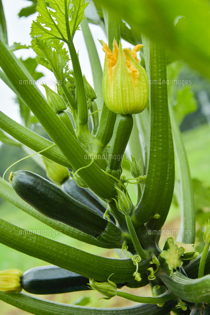ズッキーニ の写真素材 イラスト素材 アマナイメージズ