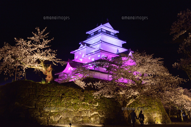 鶴ヶ城公園のお城と桜のライトアップ の写真素材 イラスト素材 アマナイメージズ