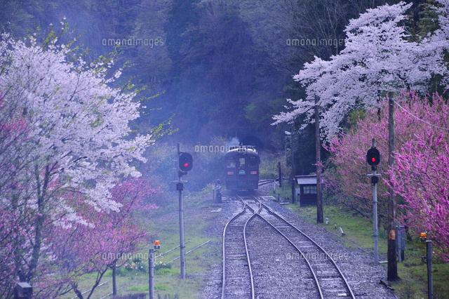 花桃や桜の咲くわたらせ渓谷鉄道 10261022441 の写真素材 イラスト素材 アマナイメージズ