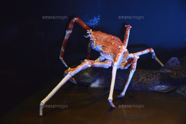 タカアシガニ の写真素材 イラスト素材 アマナイメージズ