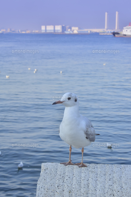 横浜港のカモメ の写真素材 イラスト素材 アマナイメージズ