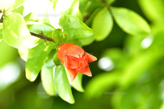 ザクロの花 の写真素材 イラスト素材 アマナイメージズ ザクロの花 の写真素材 イラスト素材 アマナイメージズ